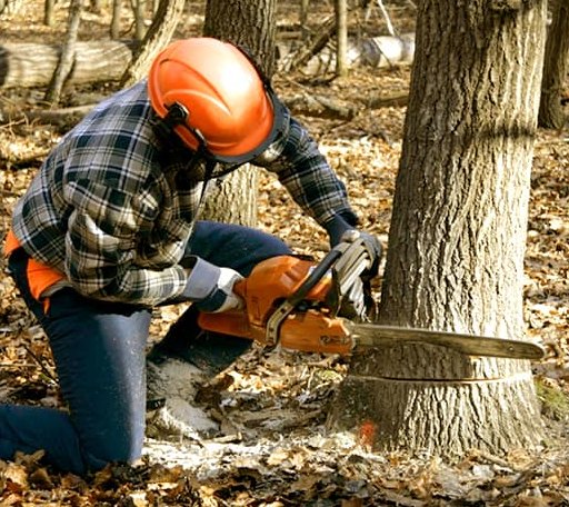 Tree Removal in Woodstock, NH